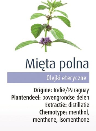 Olejek Eteryczny Mięta Polna Bio 10 Ml - Physalis [BIO]